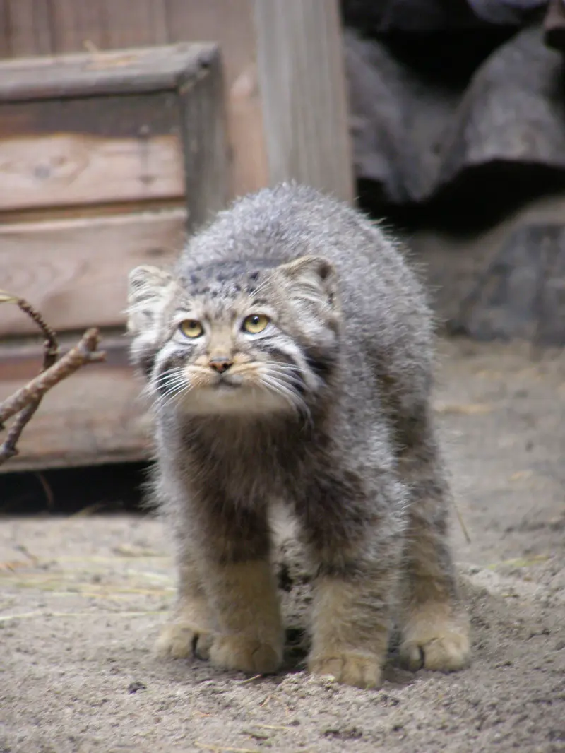 ノヴォシビルスク動物園のマヌルネコの写真