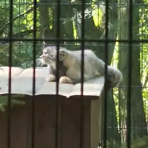 クラクフ動物園のマヌルネコの写真