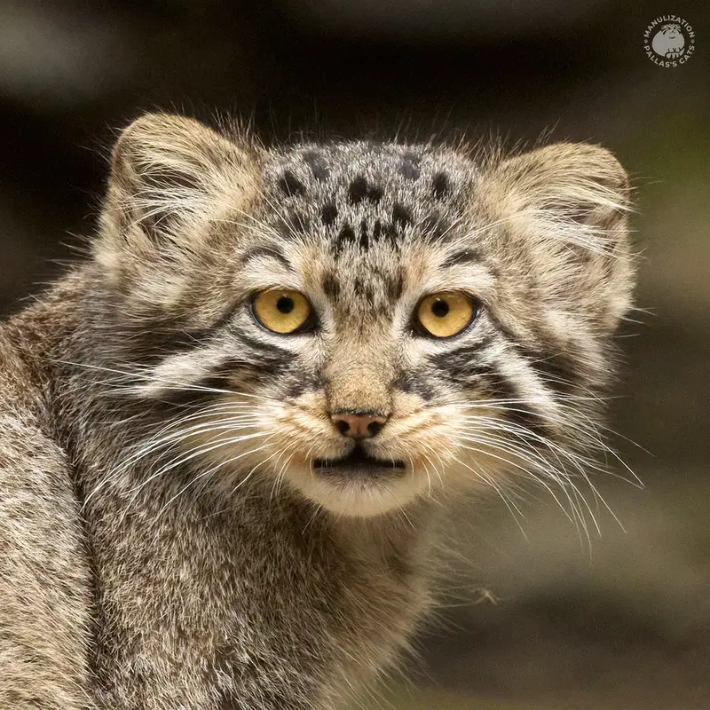 ノヴォシビルスク動物園のブルースの写真