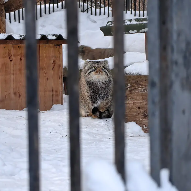 ノヴォシビルスク動物園のルフとスキフの写真