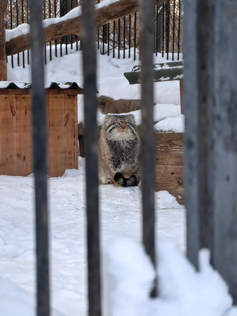 ノヴォシビルスク動物園のルフとスキフの写真