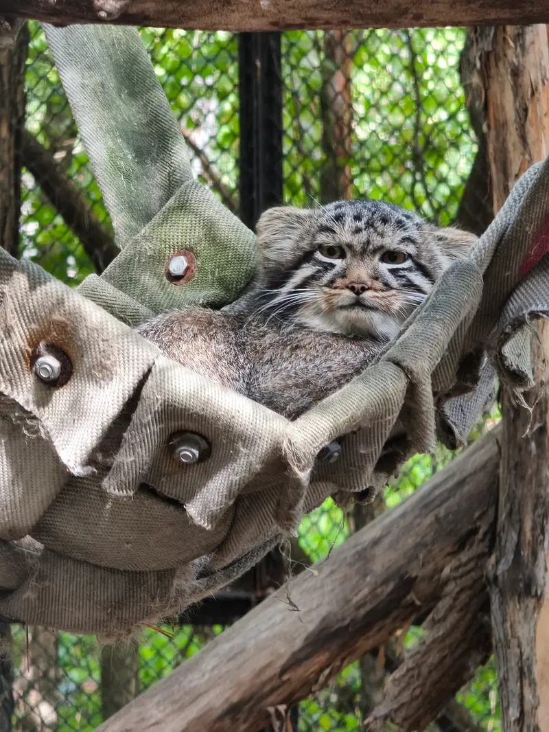 ノヴォシビルスク動物園のマヌルネコの写真