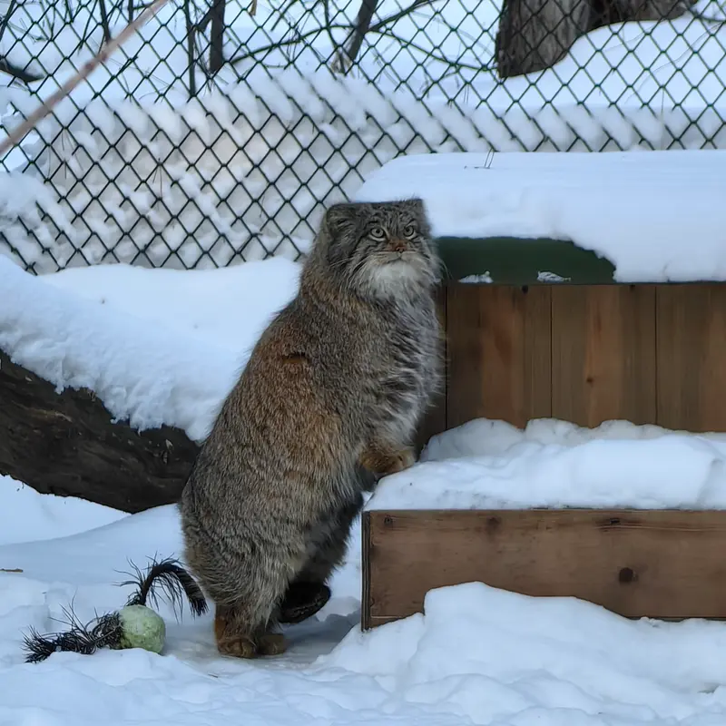 ノヴォシビルスク動物園のスネジンカの写真