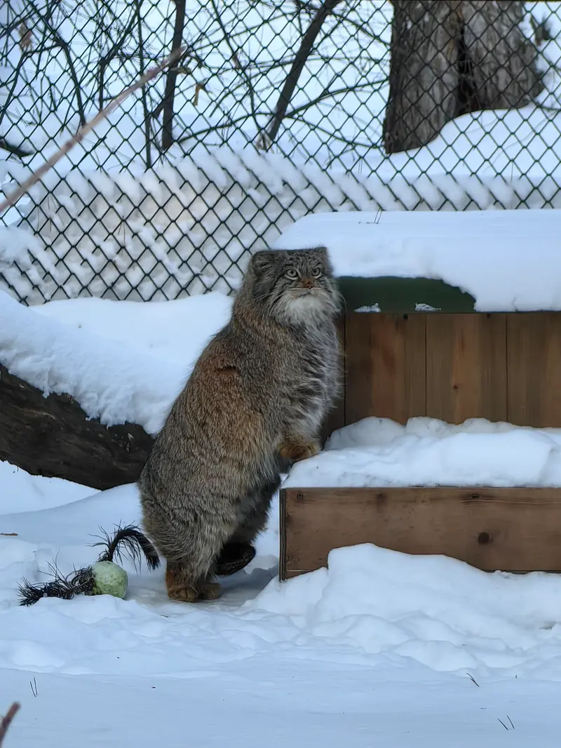 ノヴォシビルスク動物園のスネジンカの写真
