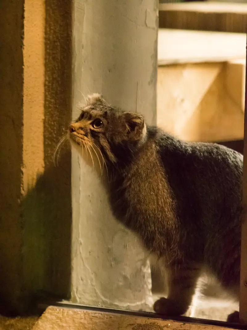野毛山動物園のフィーガの写真