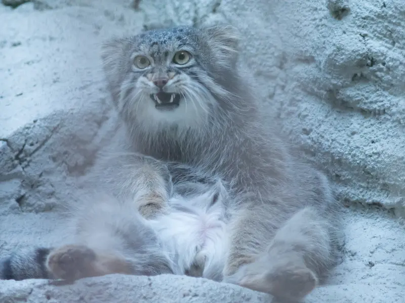 野毛山動物園のフィーガの写真