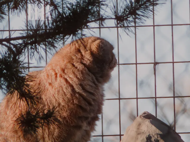 カルガリー動物園 / ワイルダー研究所のオラフの写真