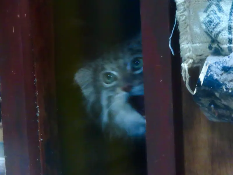 恩賜上野動物園のクリョンの写真
