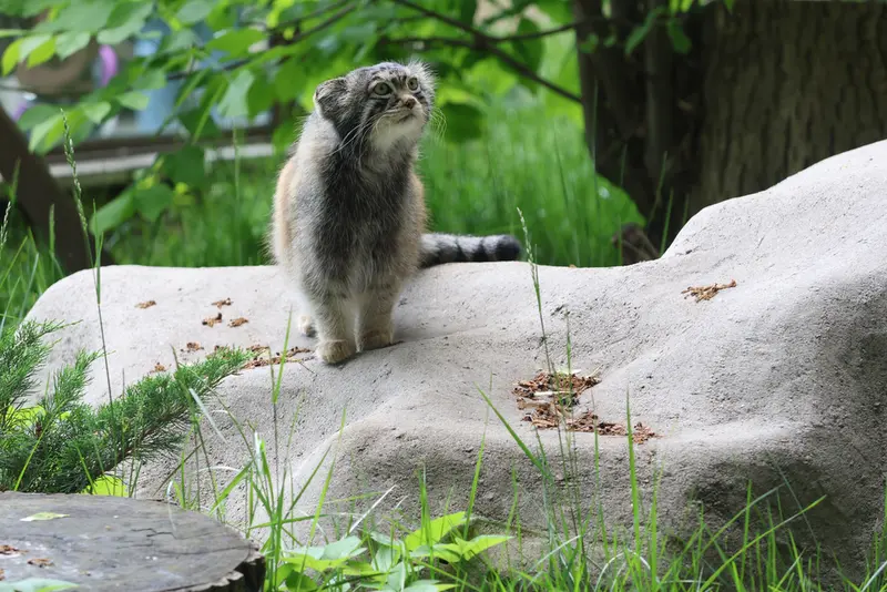 モスクワ動物園のティモフェイの写真