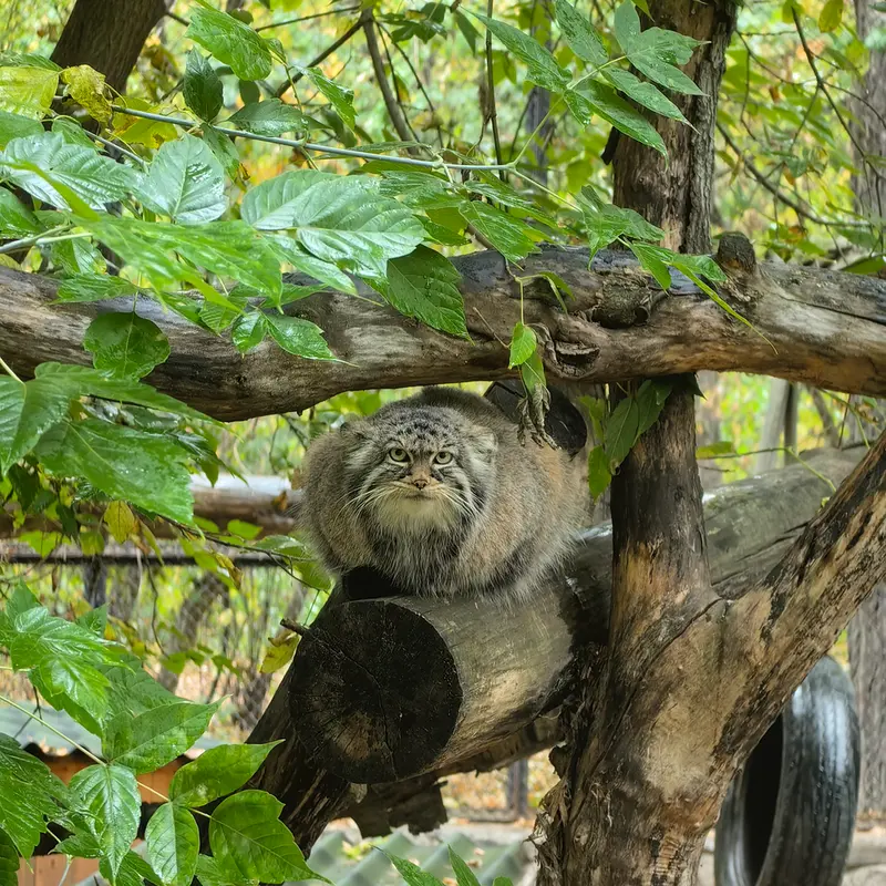 ノヴォシビルスク動物園のゾーシャの写真