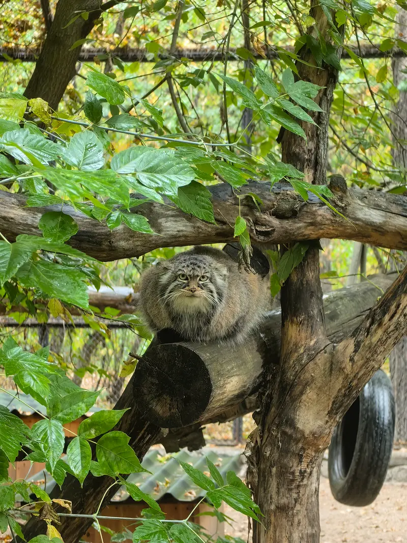 ノヴォシビルスク動物園のゾーシャの写真