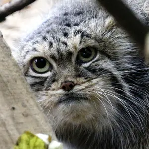 希少動物繁殖センターのマヌルネコのマリナ