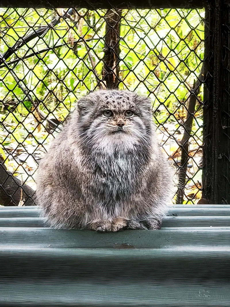 ノヴォシビルスク動物園のミアの写真