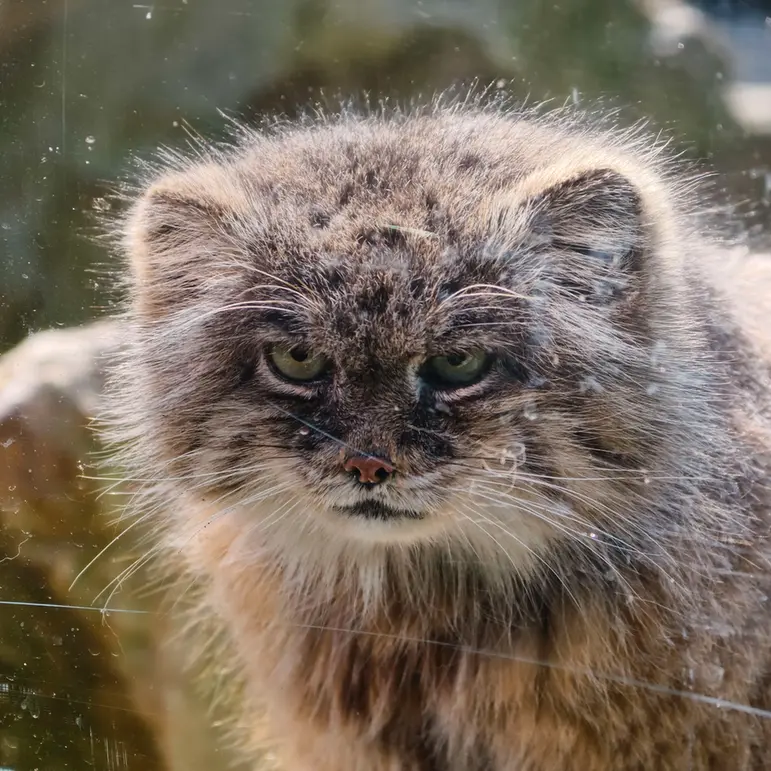 ウッチ動物園のパッツォの写真