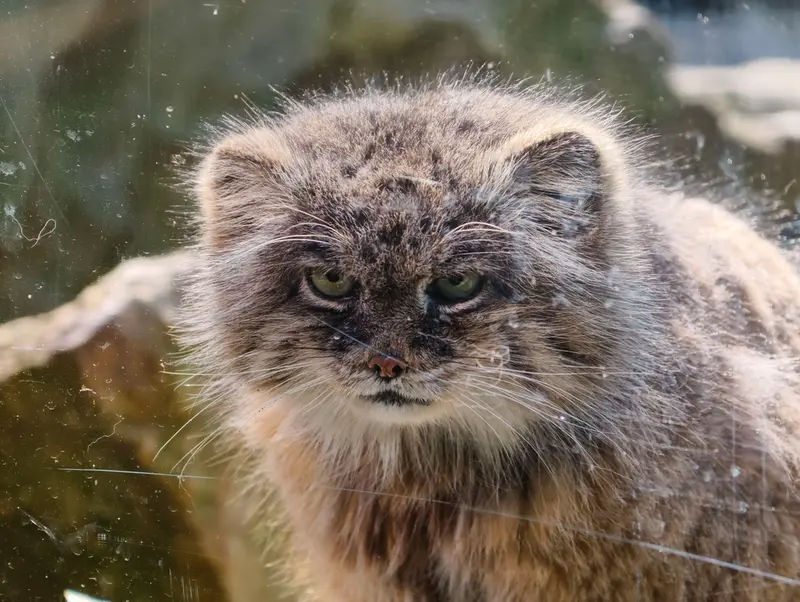 ウッチ動物園のパッツォの写真