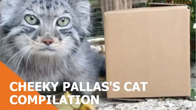 ビッグ・キャット・サンクチュアリのジェスロとカラの動画