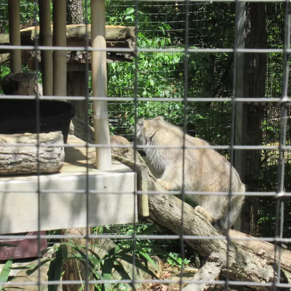 スミソニアン国立動物園のセバとアカルの写真