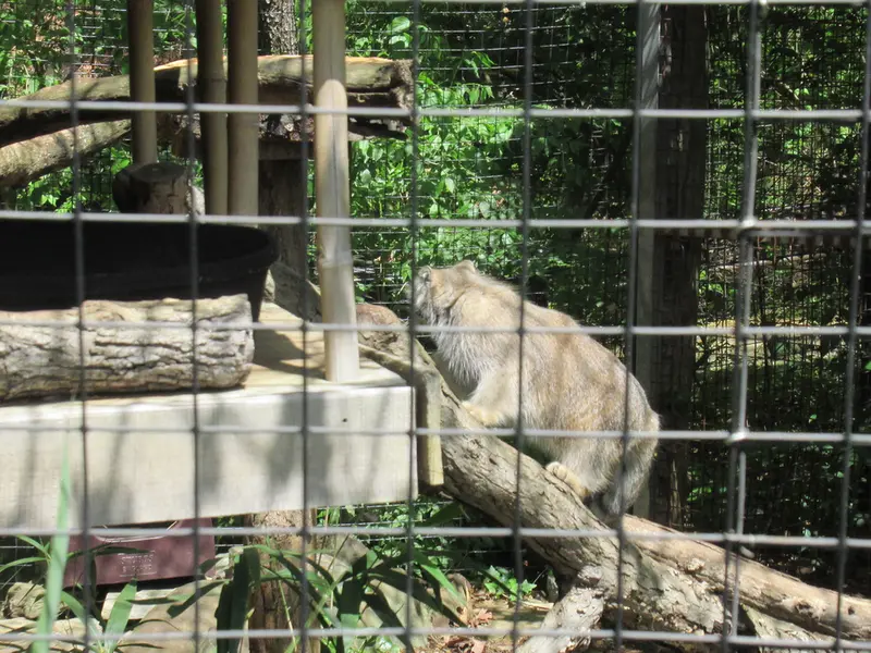 スミソニアン国立動物園のセバとアカルの写真