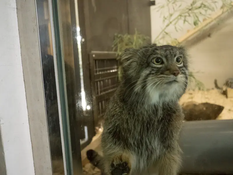 野毛山動物園のフィーガの写真