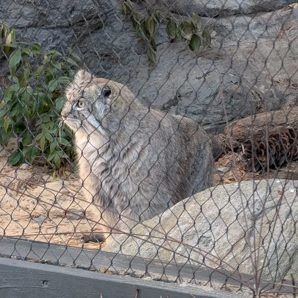 プロスペクト・パーク動物園のバトゥの写真