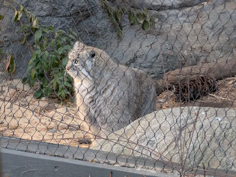 プロスペクト・パーク動物園のバトゥの写真