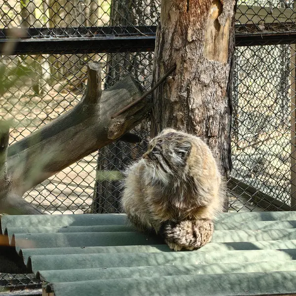 ノヴォシビルスク動物園のゼレノゴルスクの写真