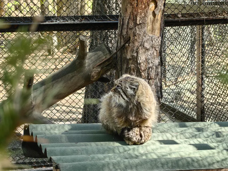 ノヴォシビルスク動物園のゼレノゴルスクの写真