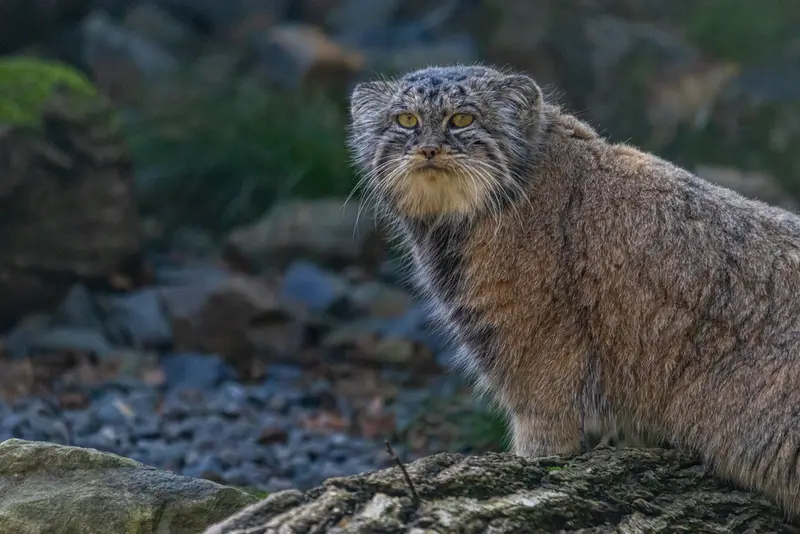 オストラヴァ動物園のモイラの写真