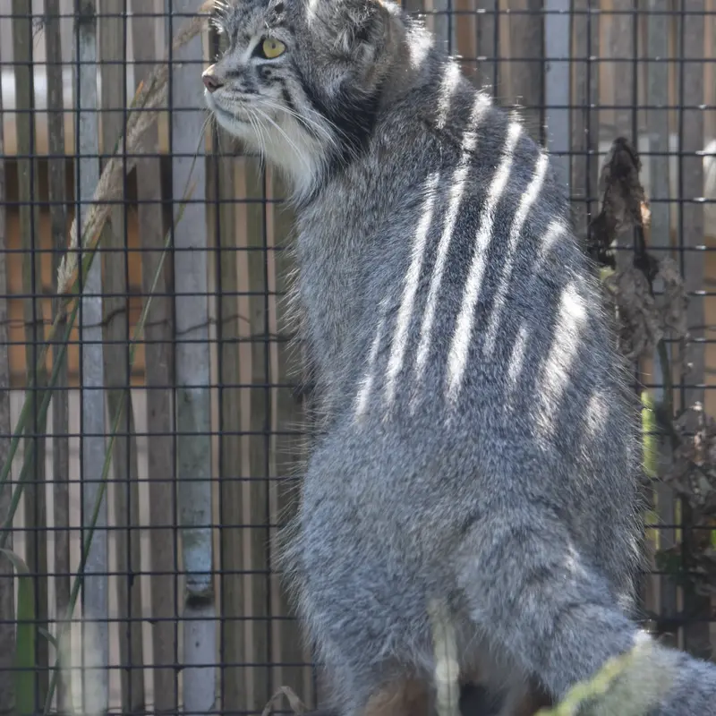 マヌルネコの写真