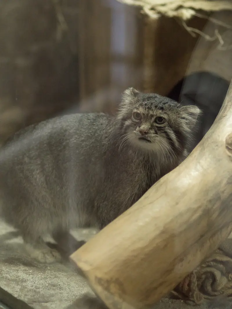 恩賜上野動物園のクリョンの写真