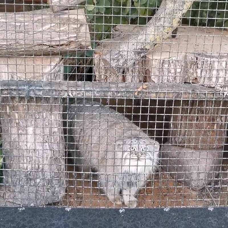 レニングラード動物園のシューの写真