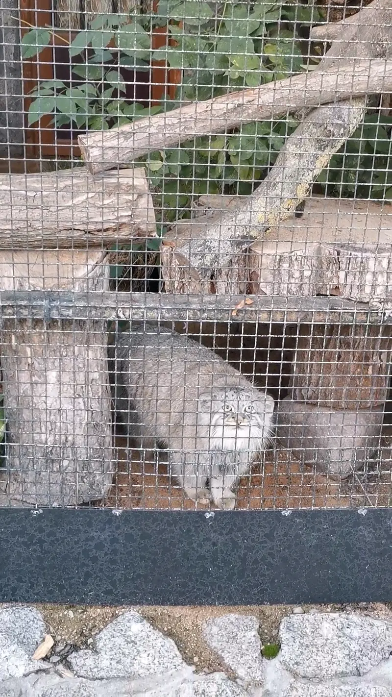 レニングラード動物園のシューの写真