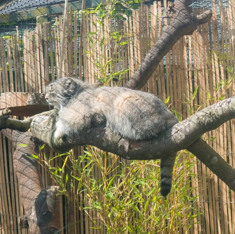 エディンバラ動物園のアキコの写真