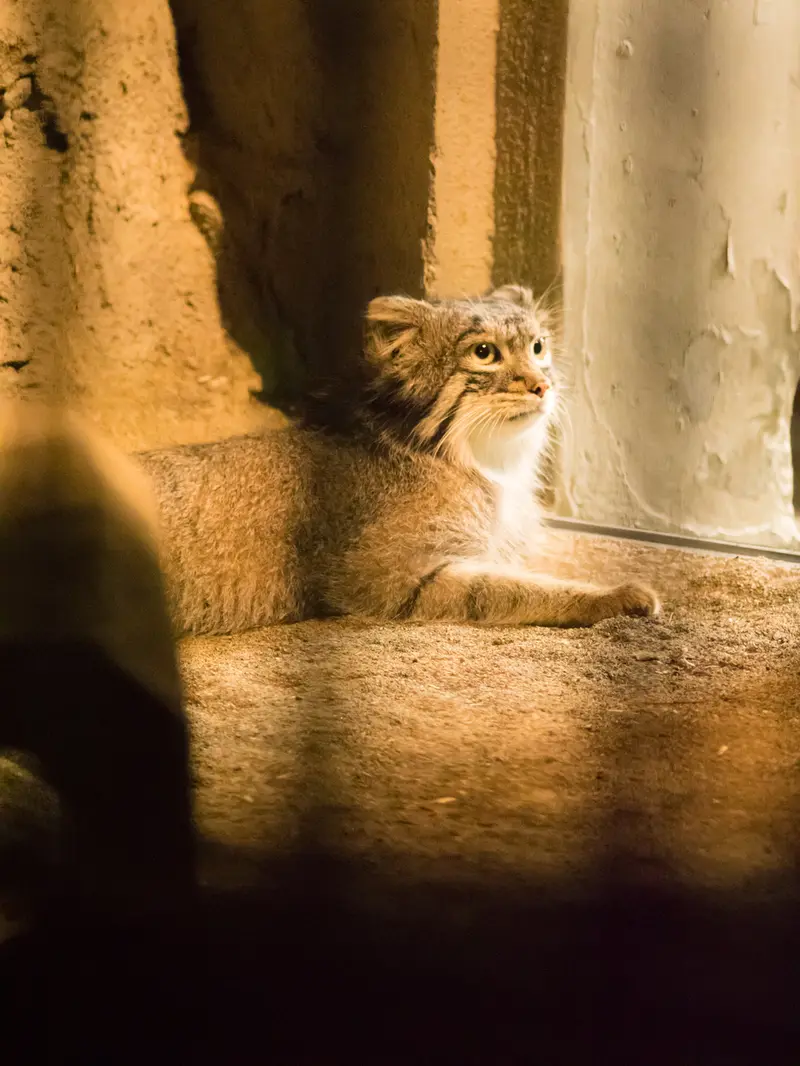 野毛山動物園のフィーガの写真