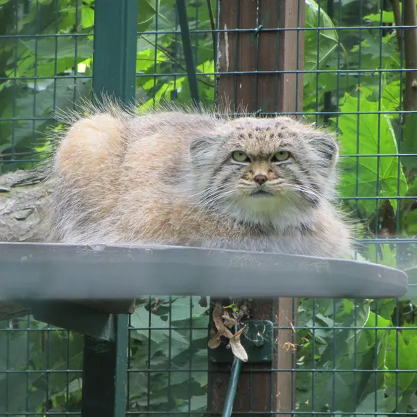 デッサウ動物園のマンニの写真