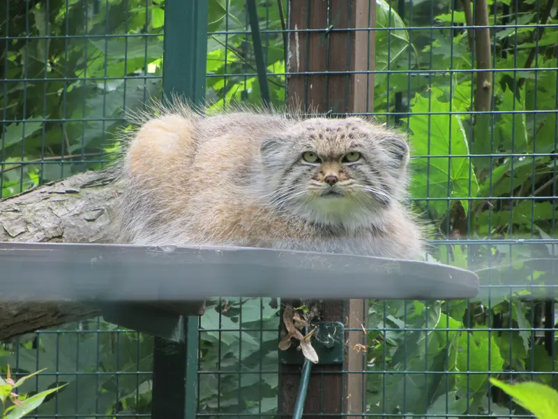 デッサウ動物園のマンニの写真