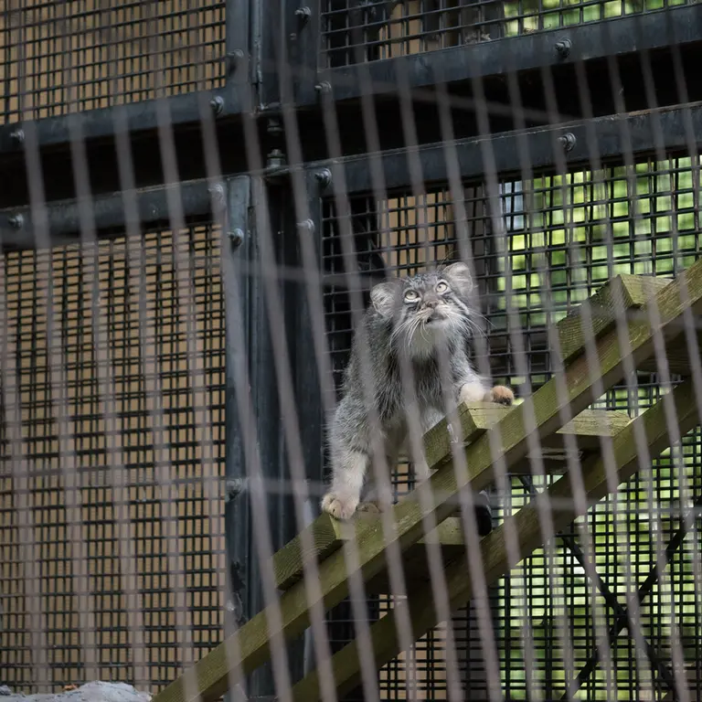 旭山動物園のヒデの写真