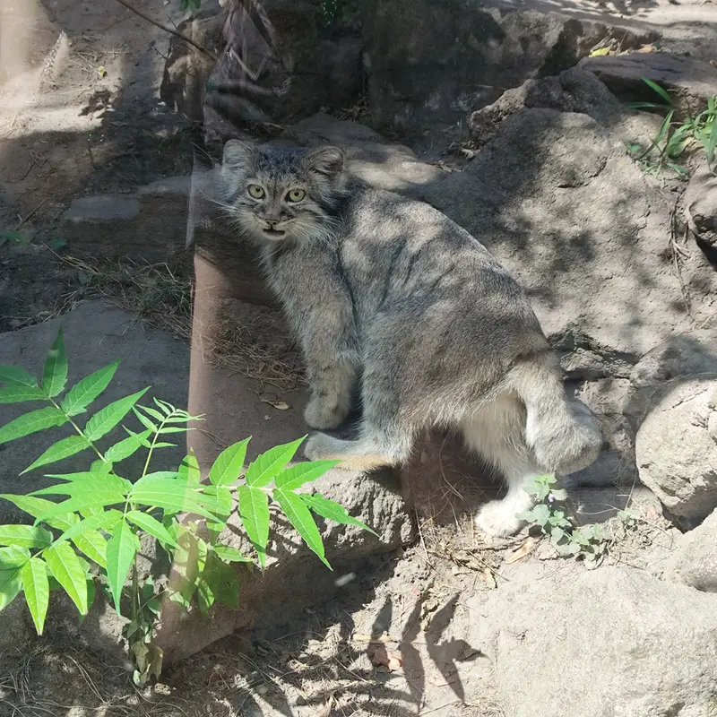 ブダペスト動物園・植物園のルーシーの写真