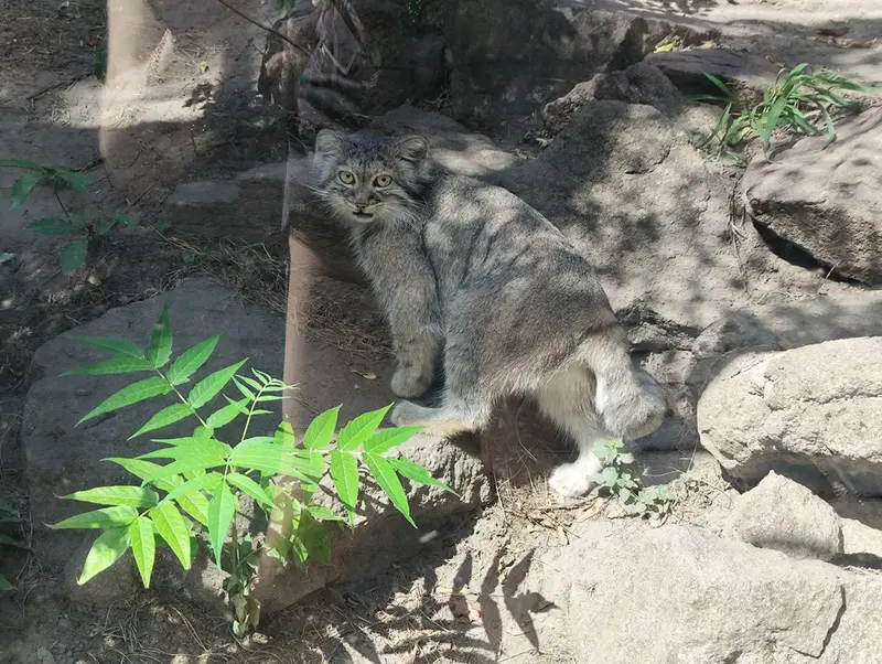 ブダペスト動物園・植物園のルーシーの写真