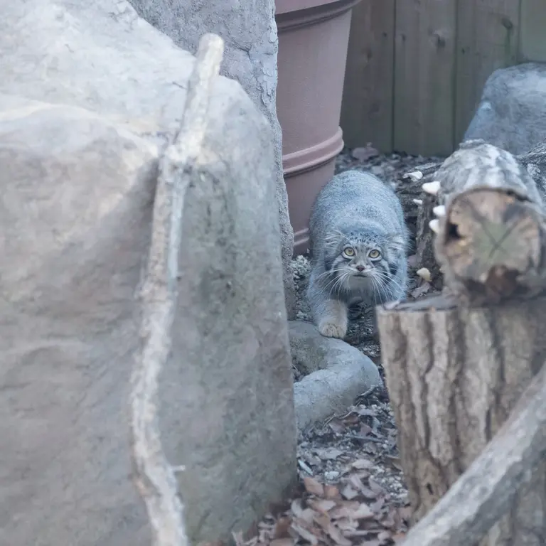 埼玉県こども動物自然公園のオトの写真