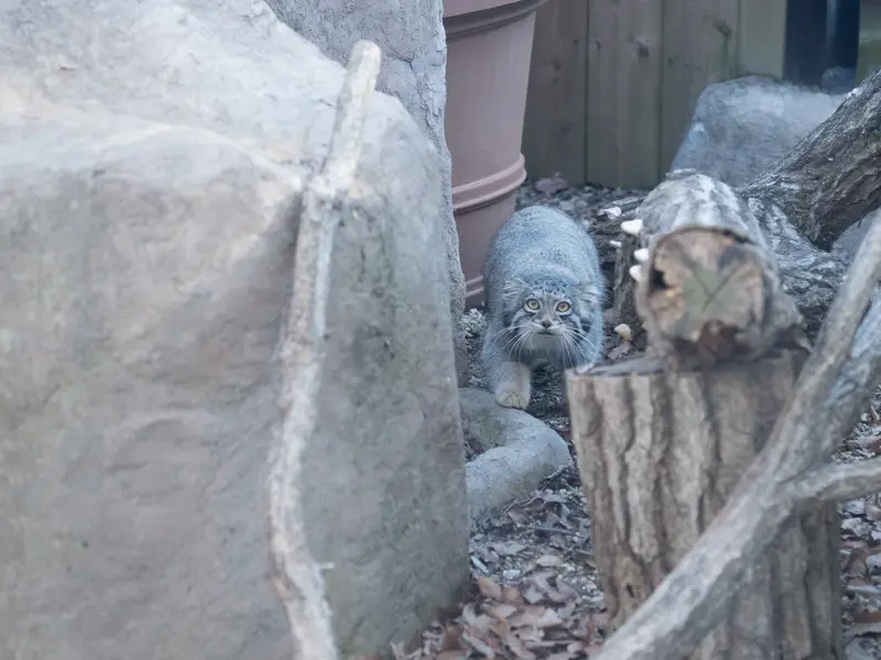 埼玉県こども動物自然公園のオトの写真