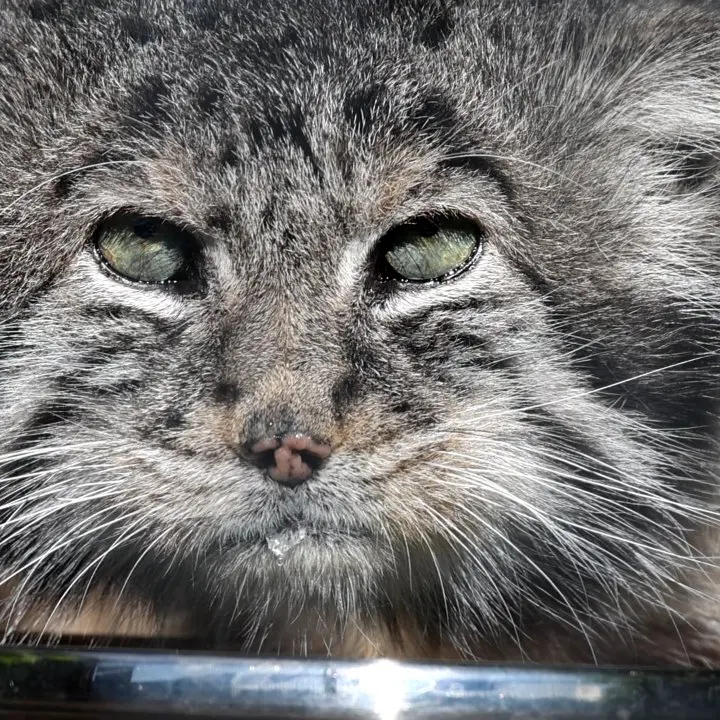 レニングラード動物園のマヌルネコの写真