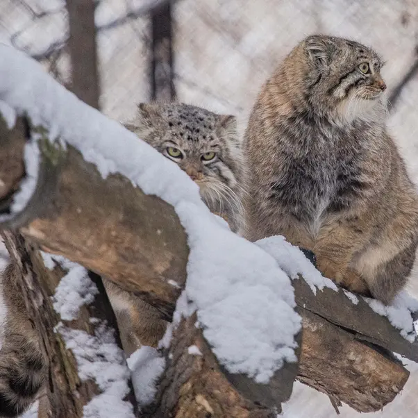 ノヴォシビルスク動物園のルフとエルフの写真