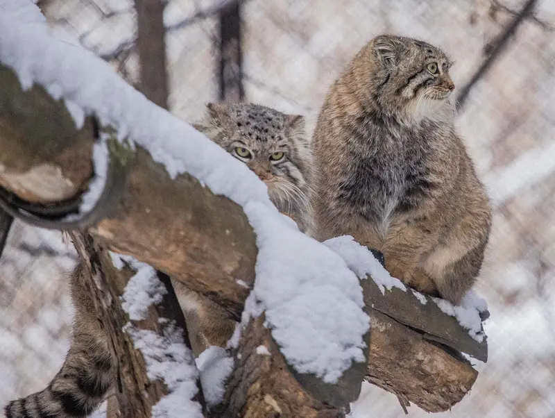 ノヴォシビルスク動物園のルフとエルフの写真