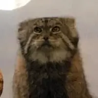 プロスペクト・パーク動物園のマヌルネコのボリス