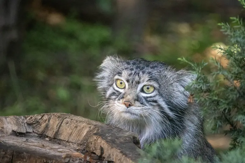 モスクワ動物園のティモフェイの写真