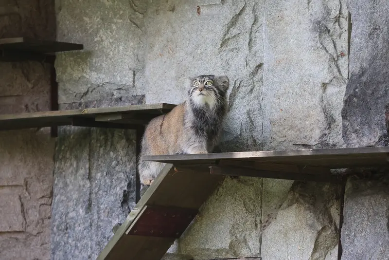 モスクワ動物園のティモフェイの写真