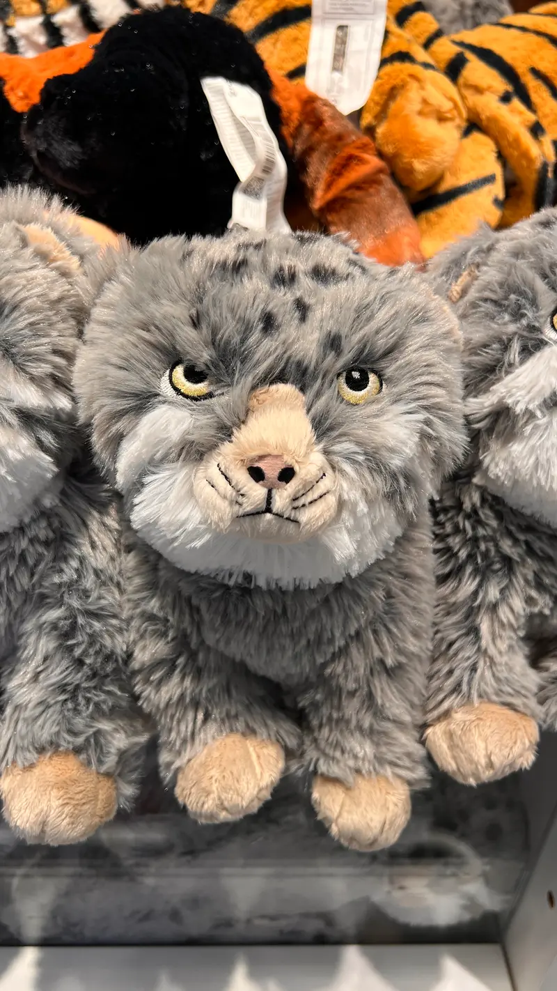 マヌルネコの写真
