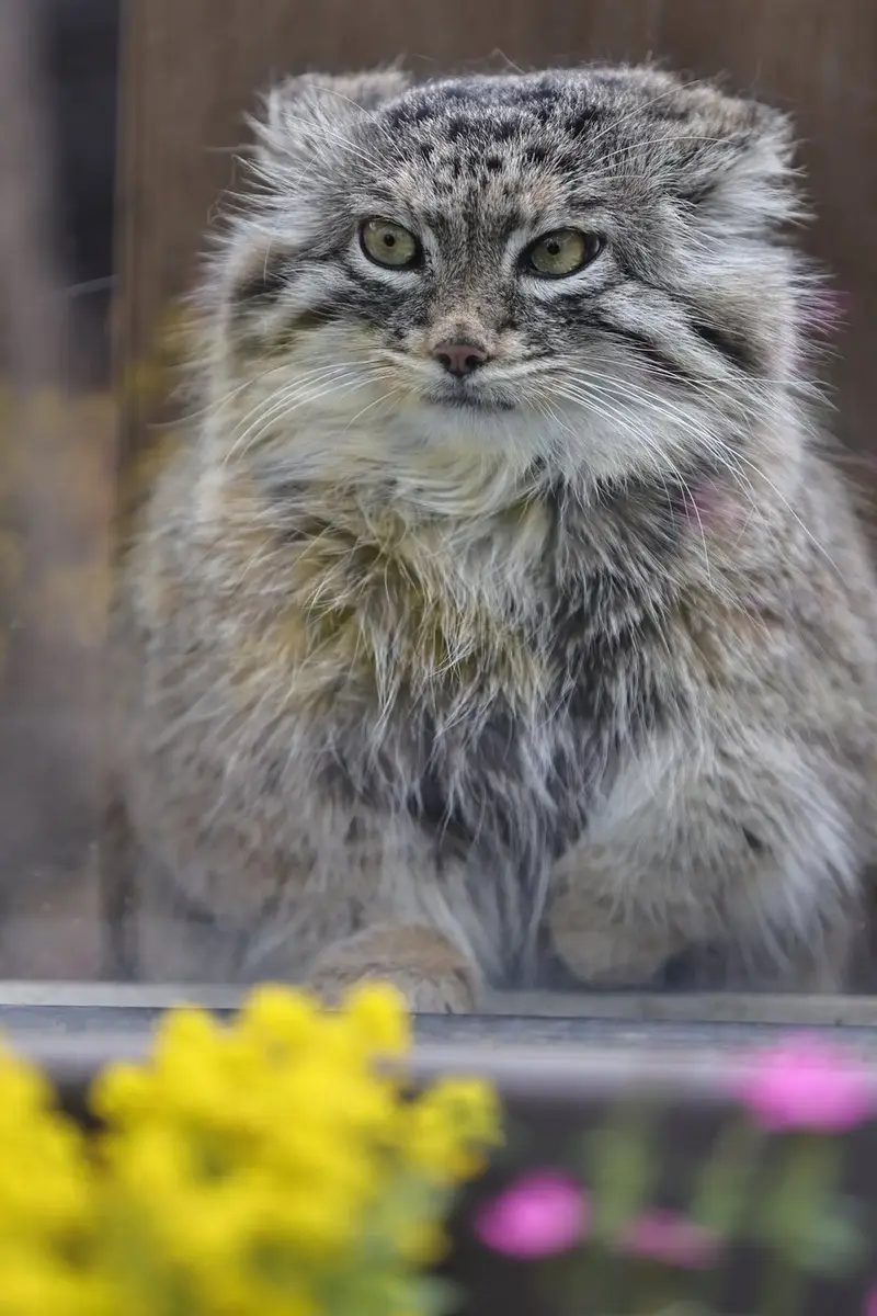 埼玉県こども動物自然公園のオリーヴァの写真