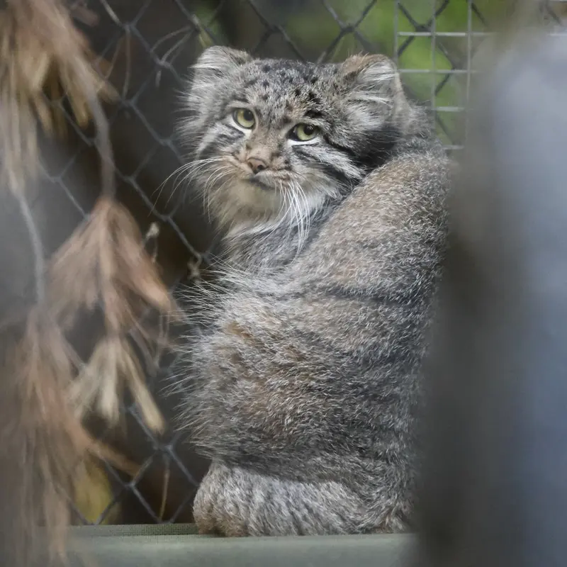 ノヴォシビルスク動物園のグレイの写真